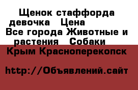 Щенок стаффорда девочка › Цена ­ 20 000 - Все города Животные и растения » Собаки   . Крым,Красноперекопск